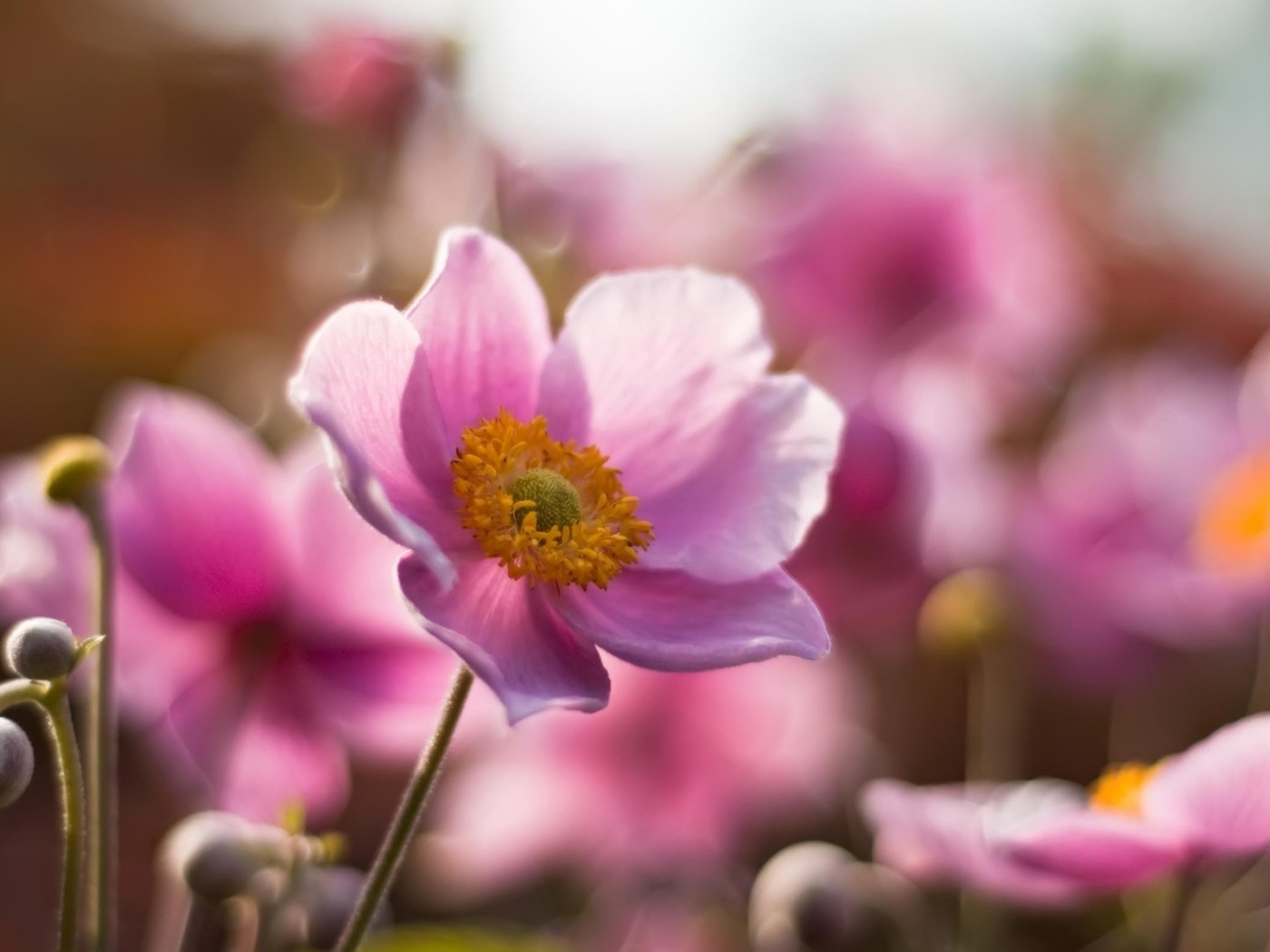 Розовые цветочки