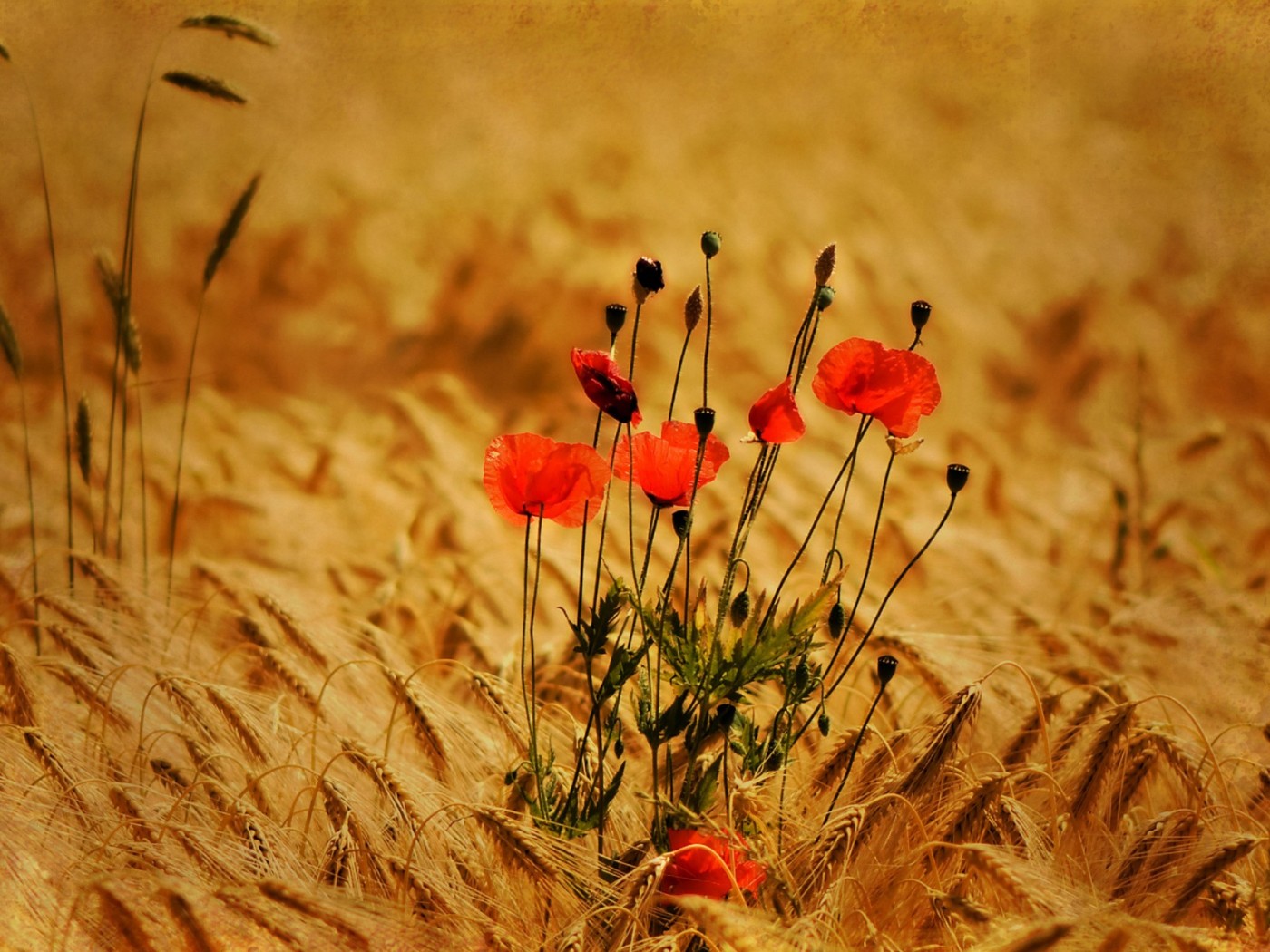 Маки в поле