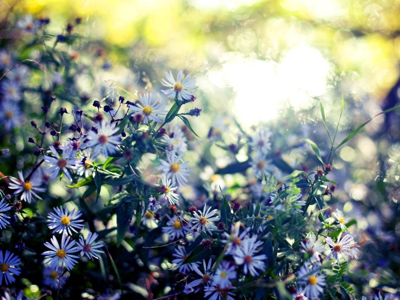 Мелкие цветочки