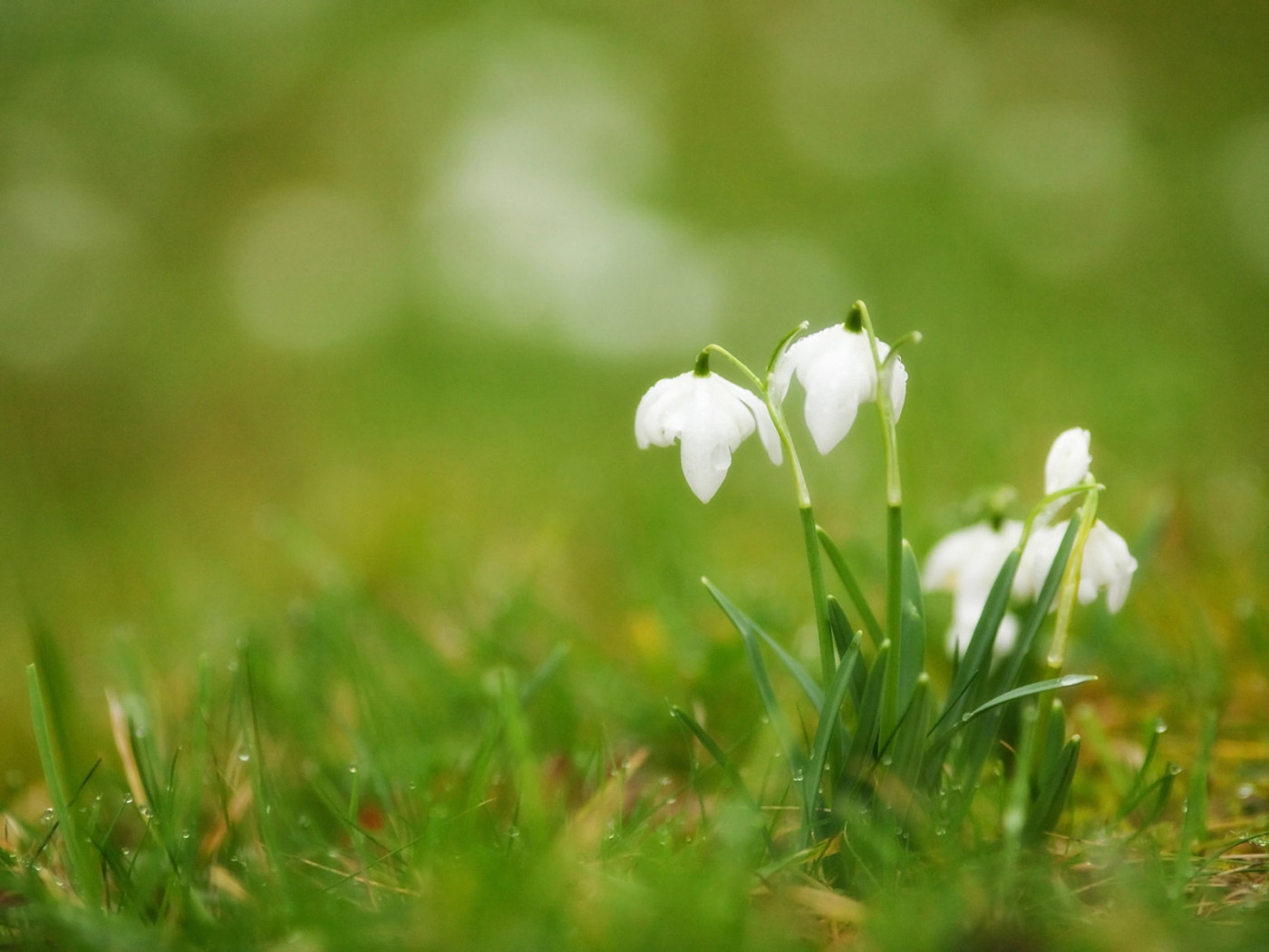 Подснежники в траве