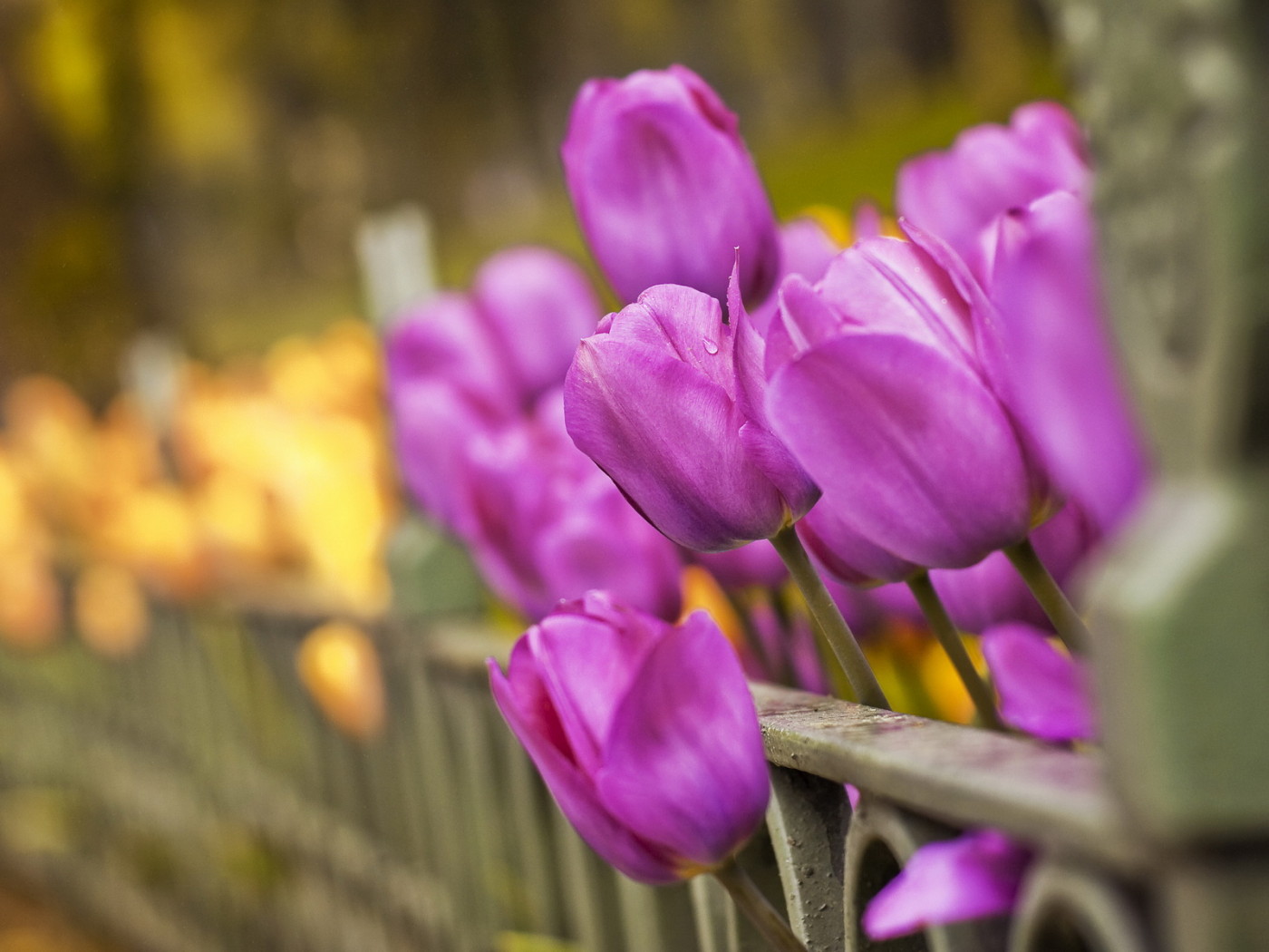 Тюльпаны вдоль забора