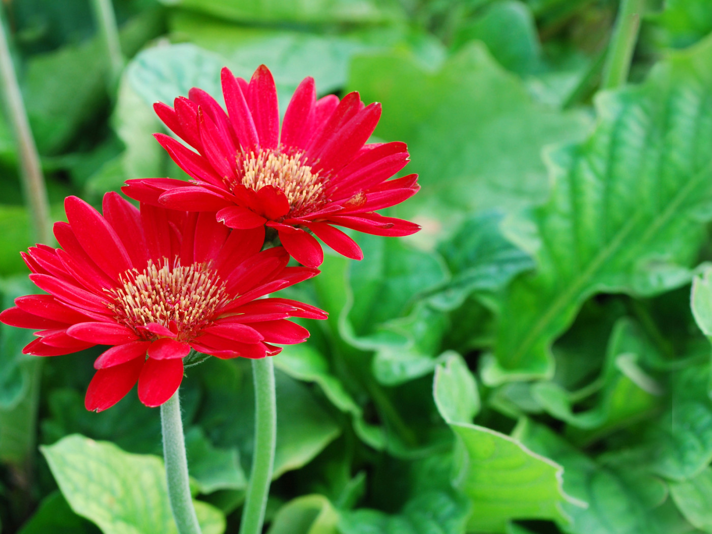 Два ярких цветка