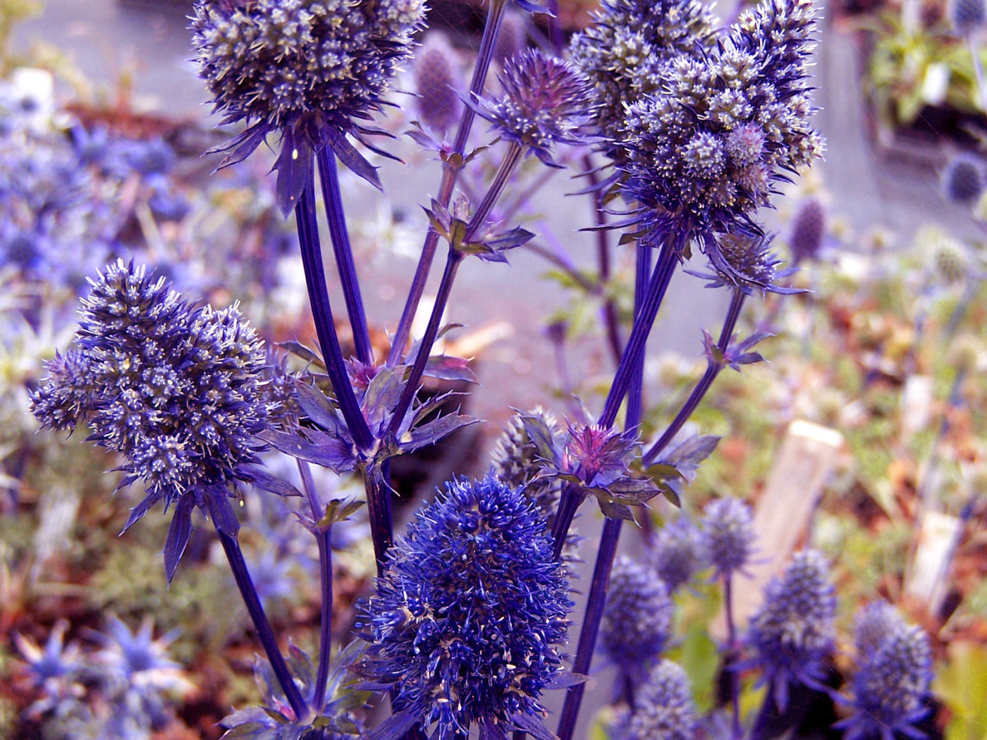 Фиолетовые колючки