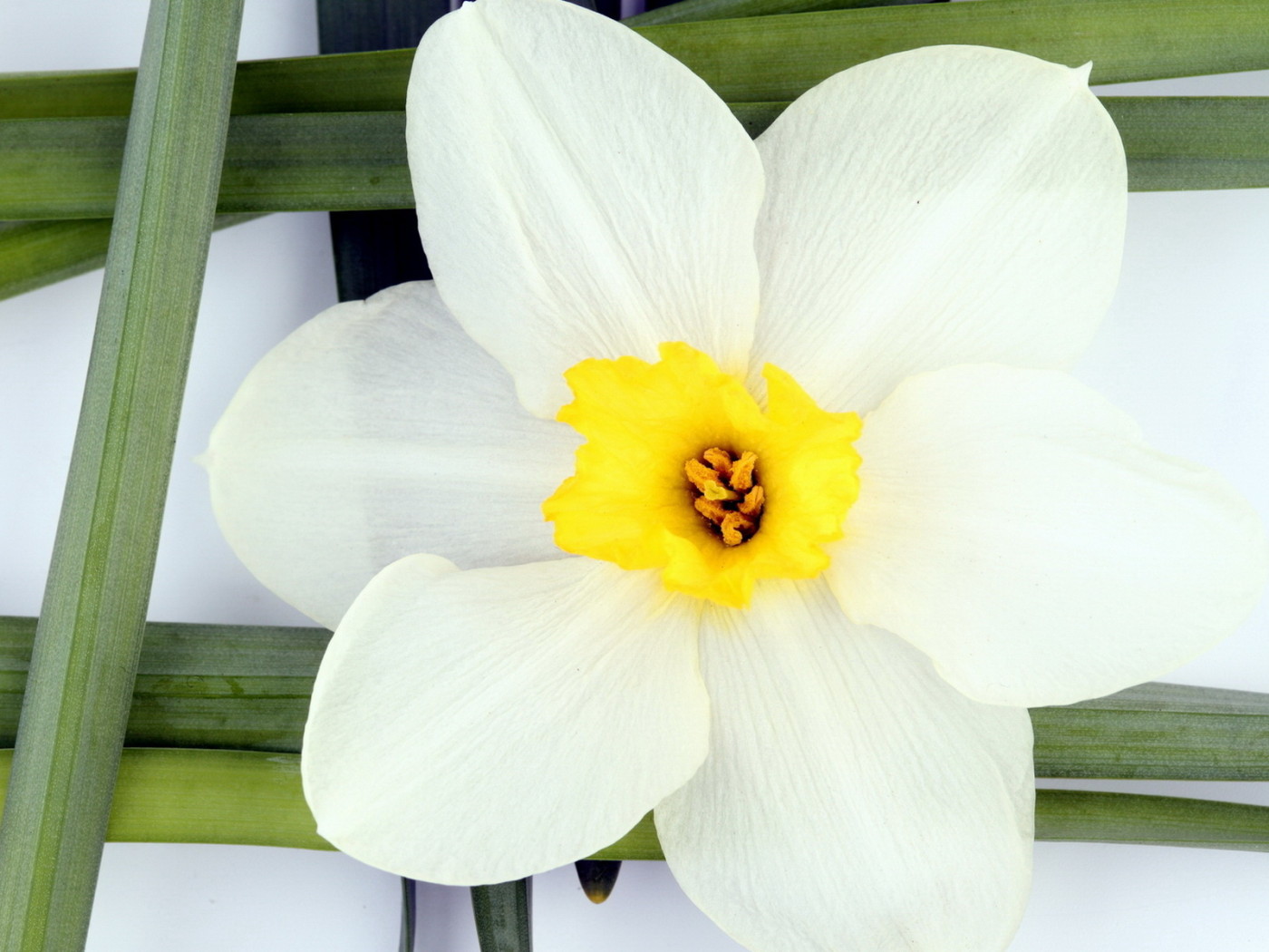 Белый нарцисс