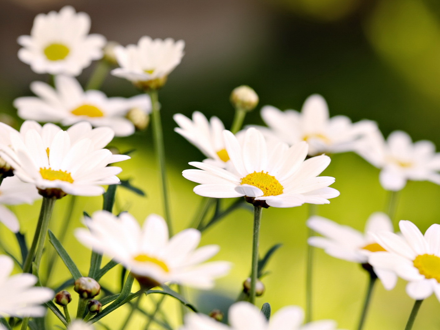 Белые ромашки