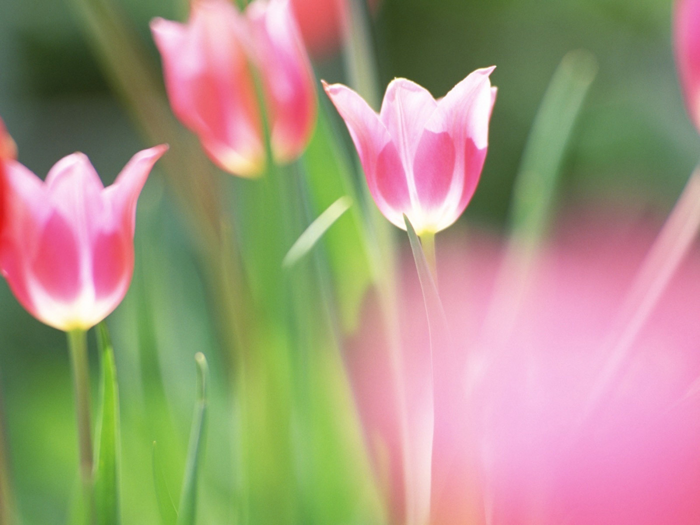 красивые тюльпаны