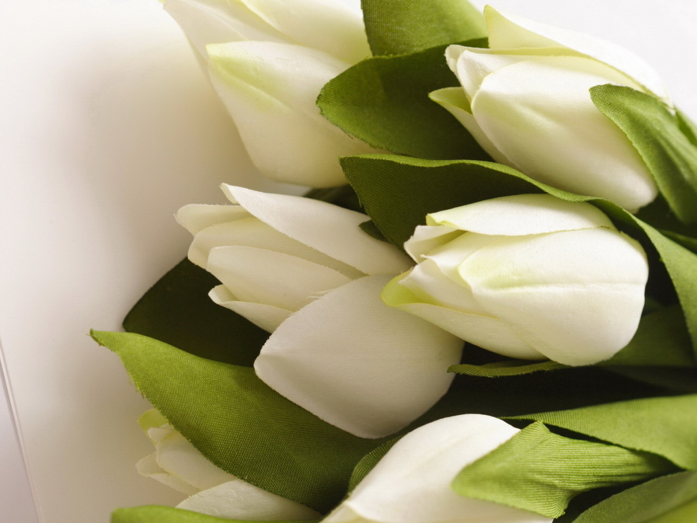 Белые тюльпаны