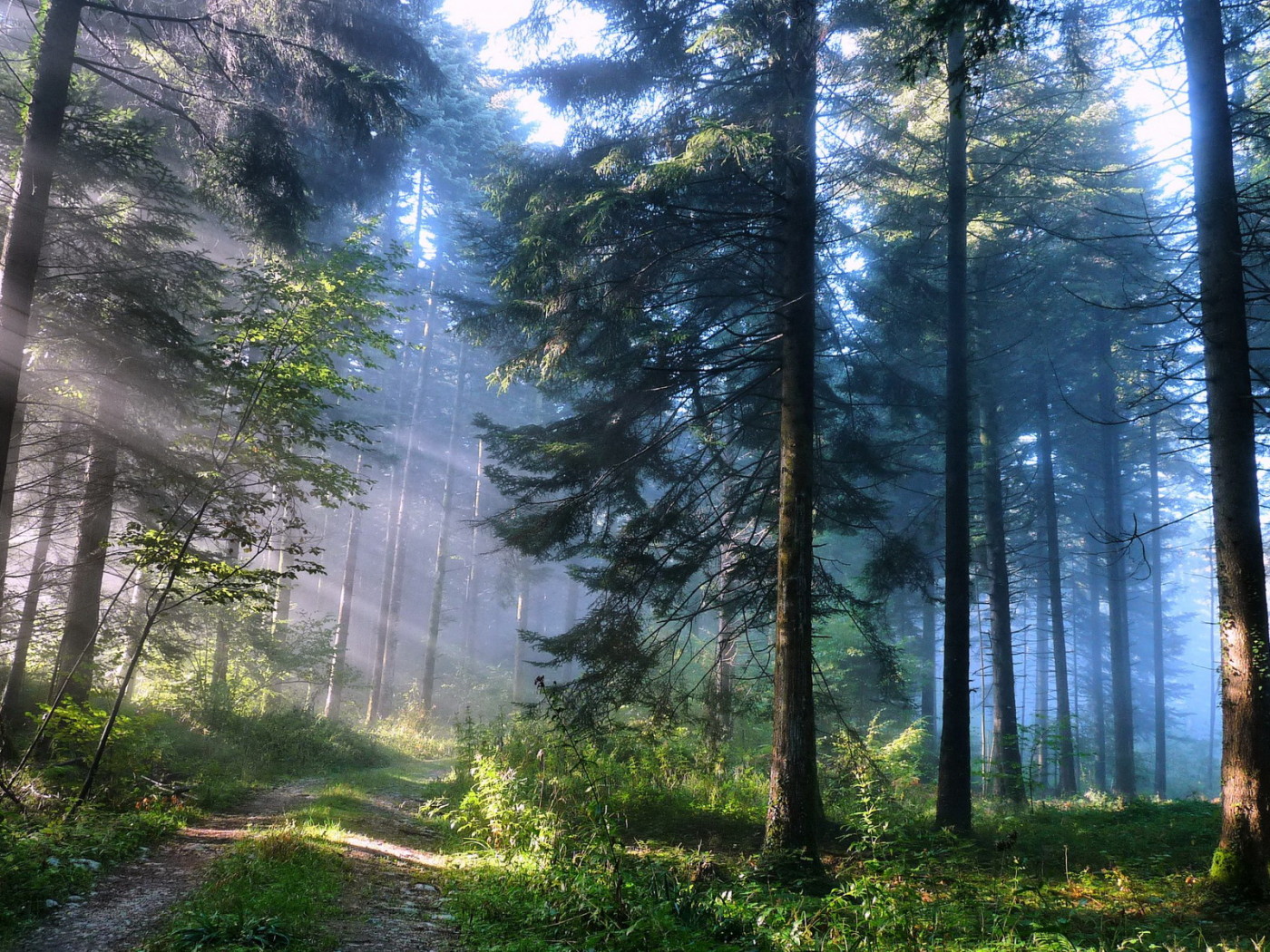 Лесная дорожка