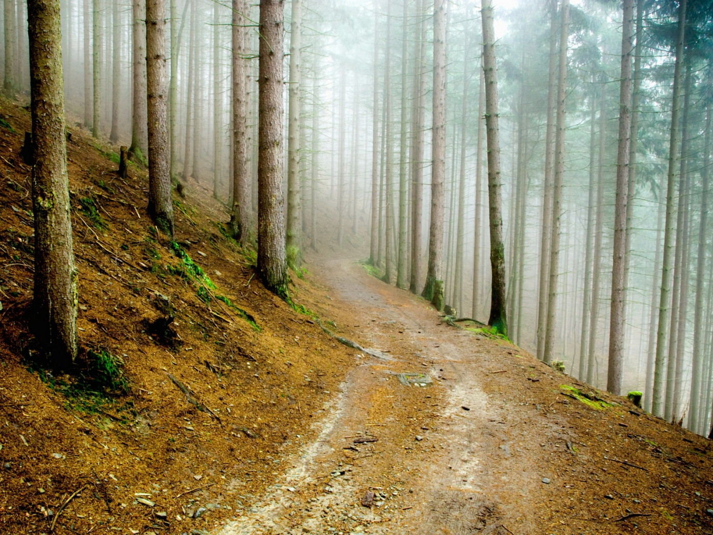 В сосновом лесу