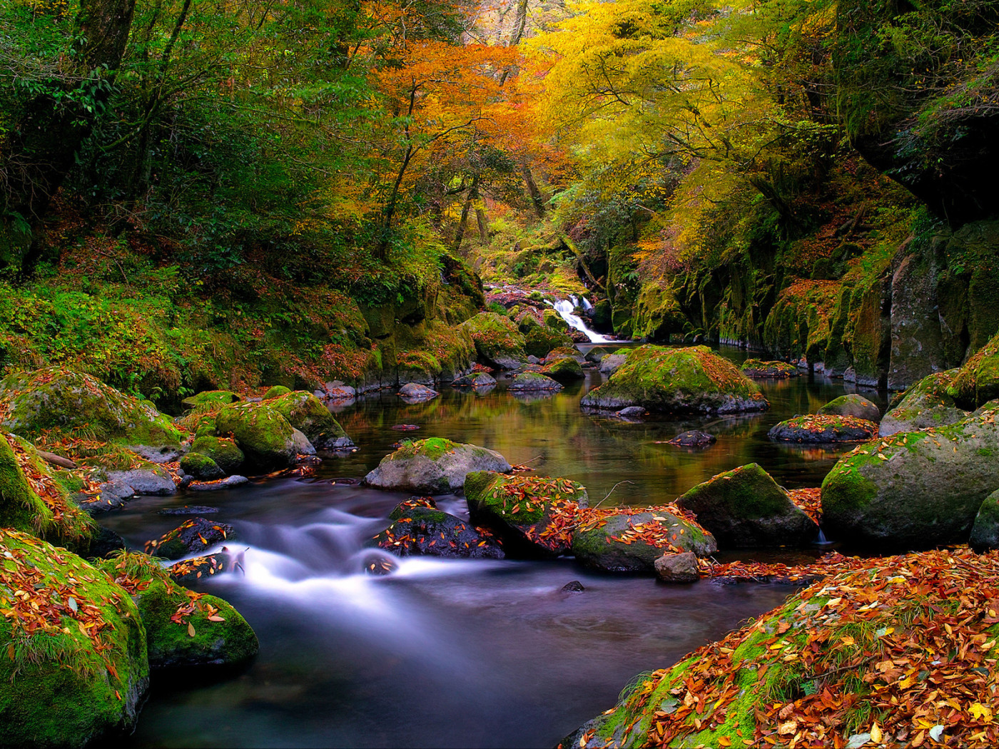 Ручей в лесу