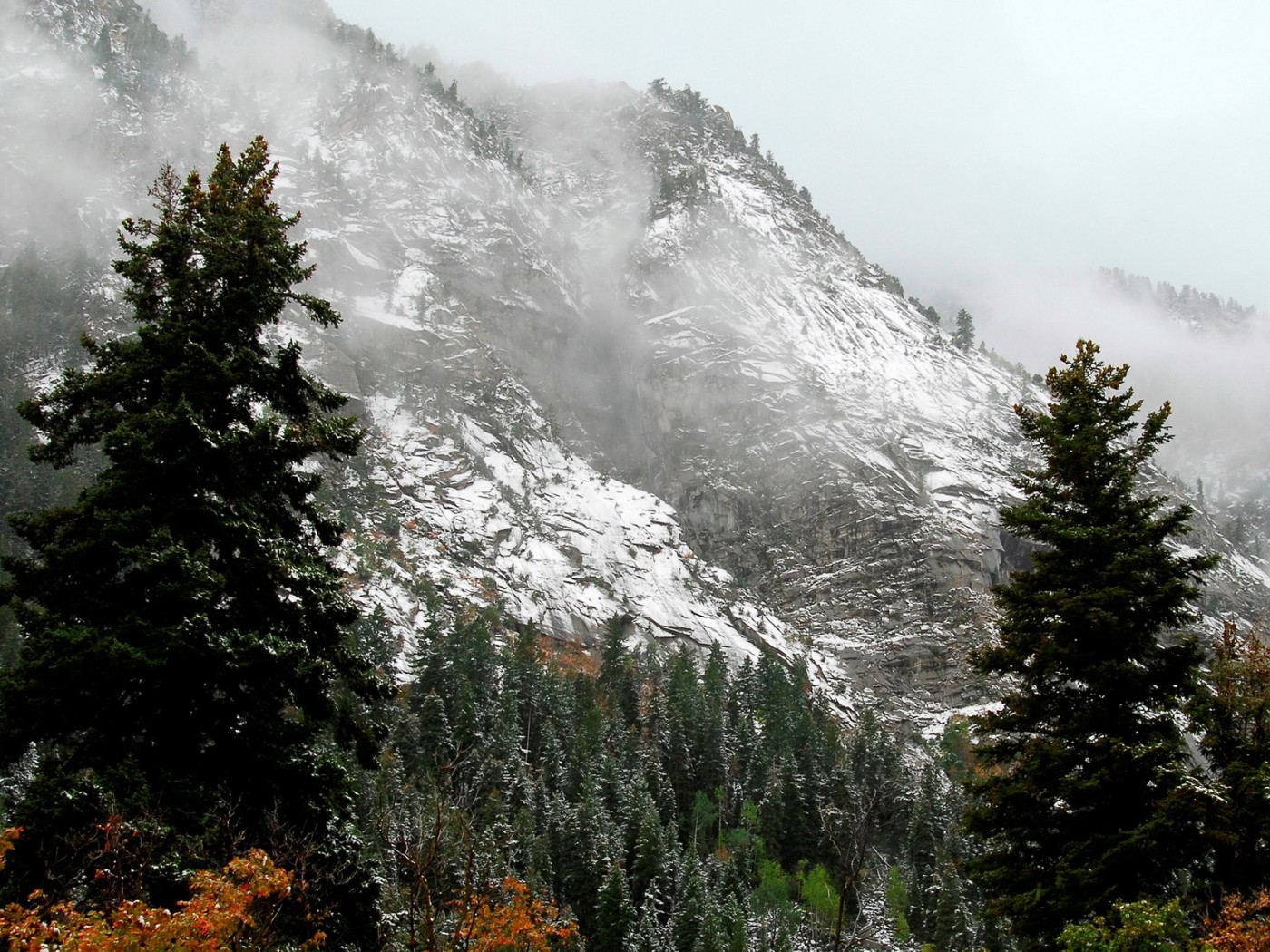 Лес на горных склонах