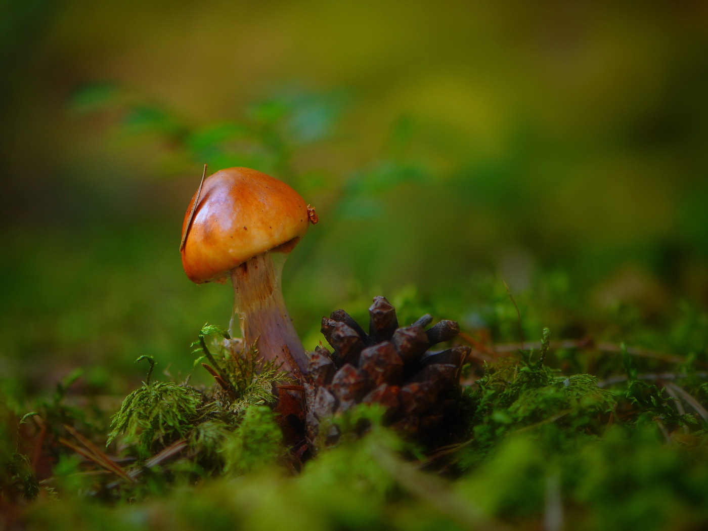 Гриб и шишка