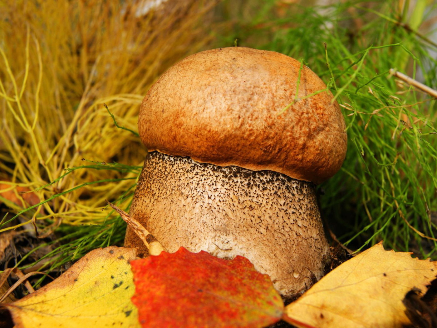 Толстенький грибочек