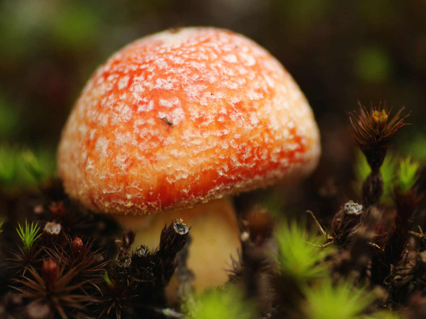 Маленький мухомор