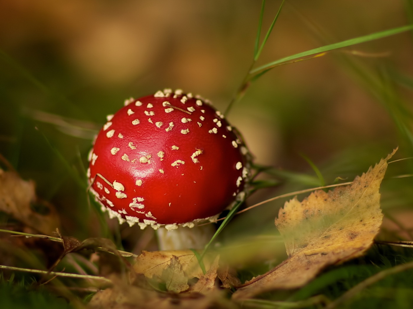 Маленький мухомор