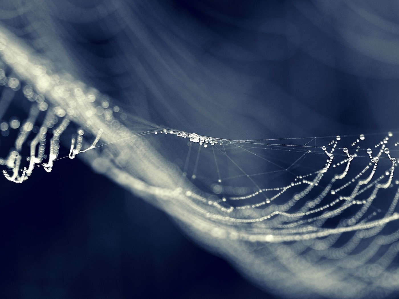 Капли на паутине