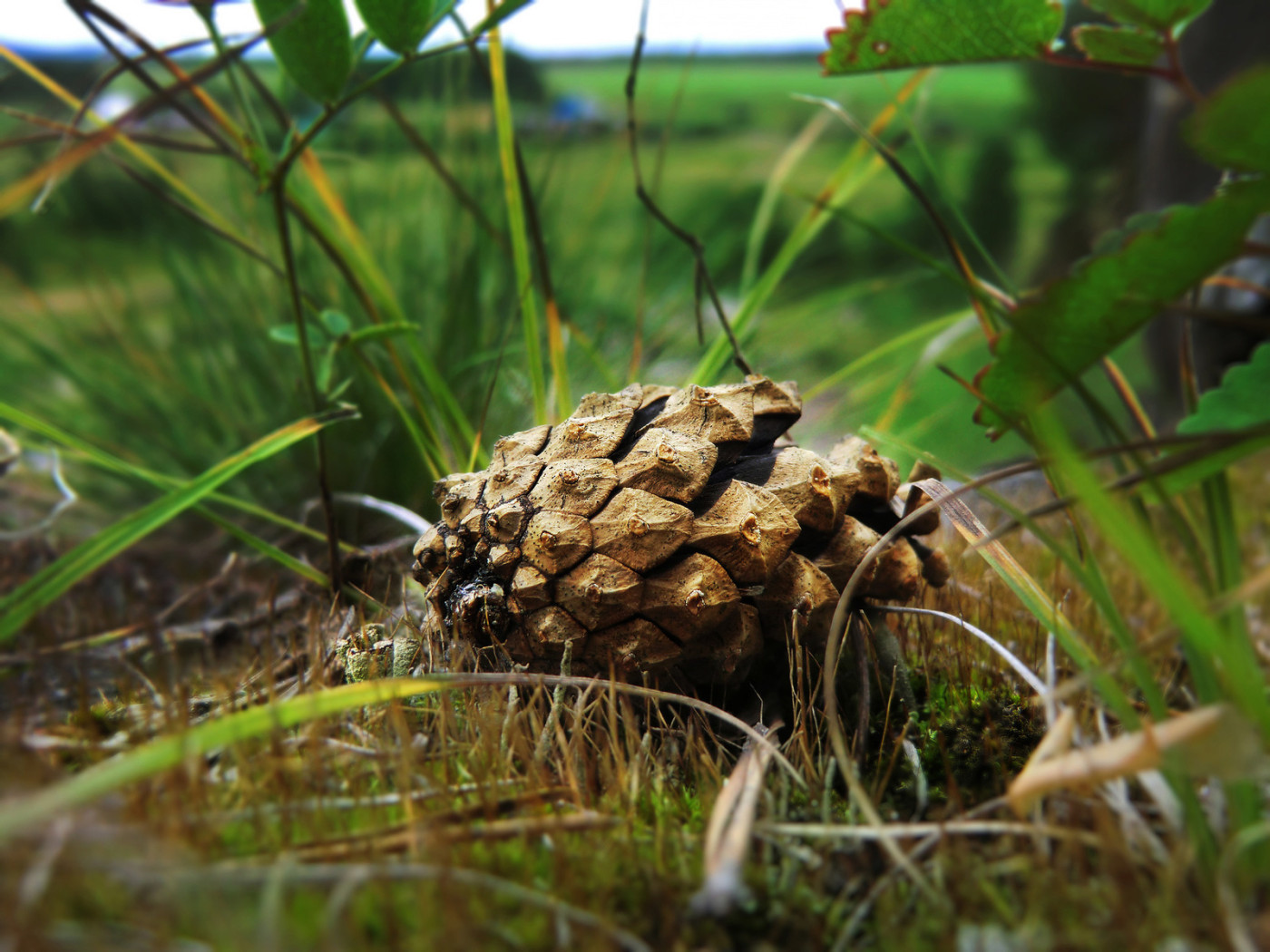 Упавшая шишка