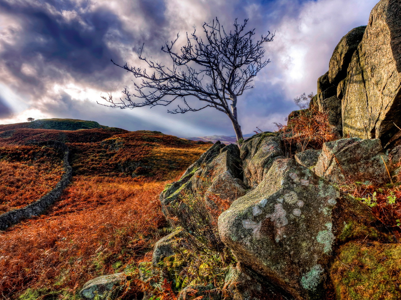 Дерево в камнях