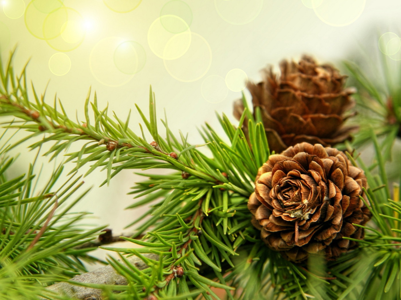 Шишки на ветках