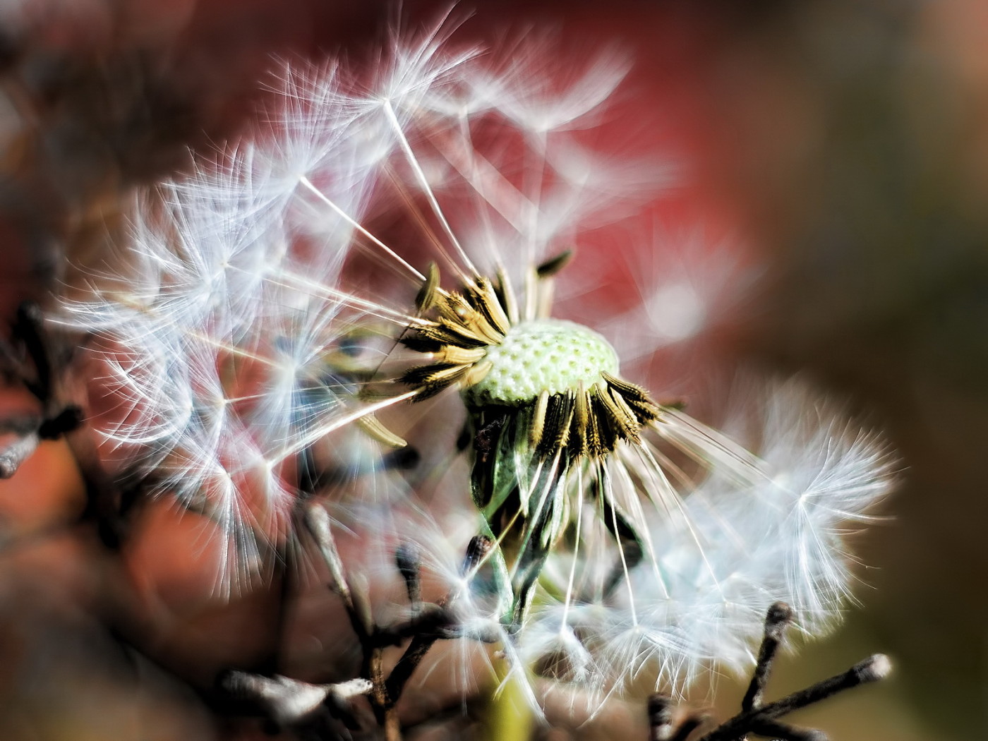 Облетевший одуванчик