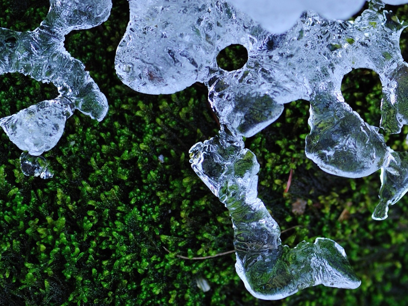 Трава и лед