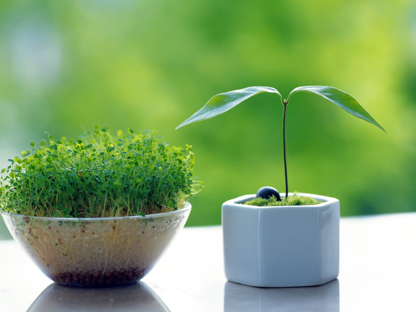 Горшочки с зеленью