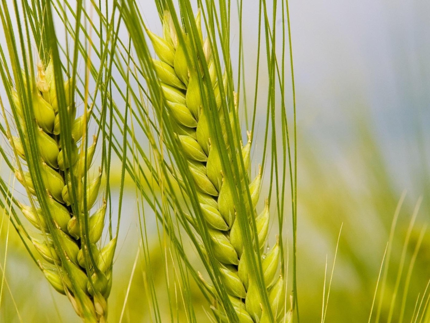 Колосья макро