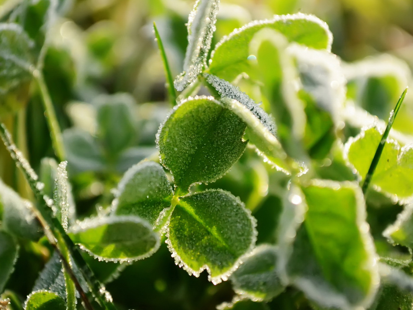 Трава под инеем