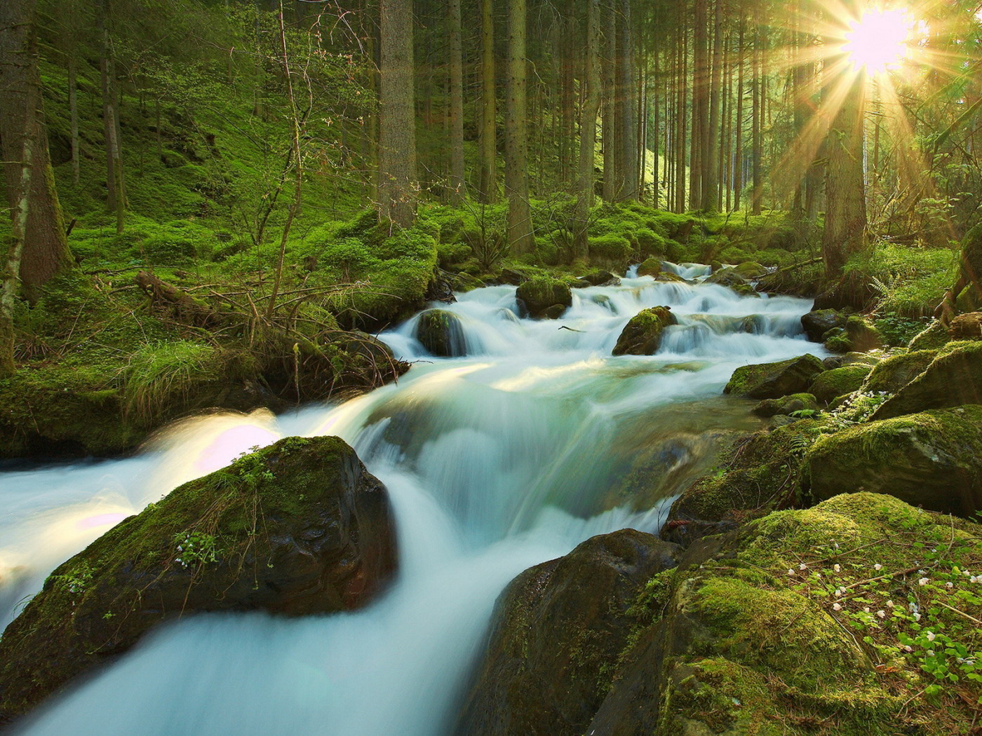 Ручей в чаще