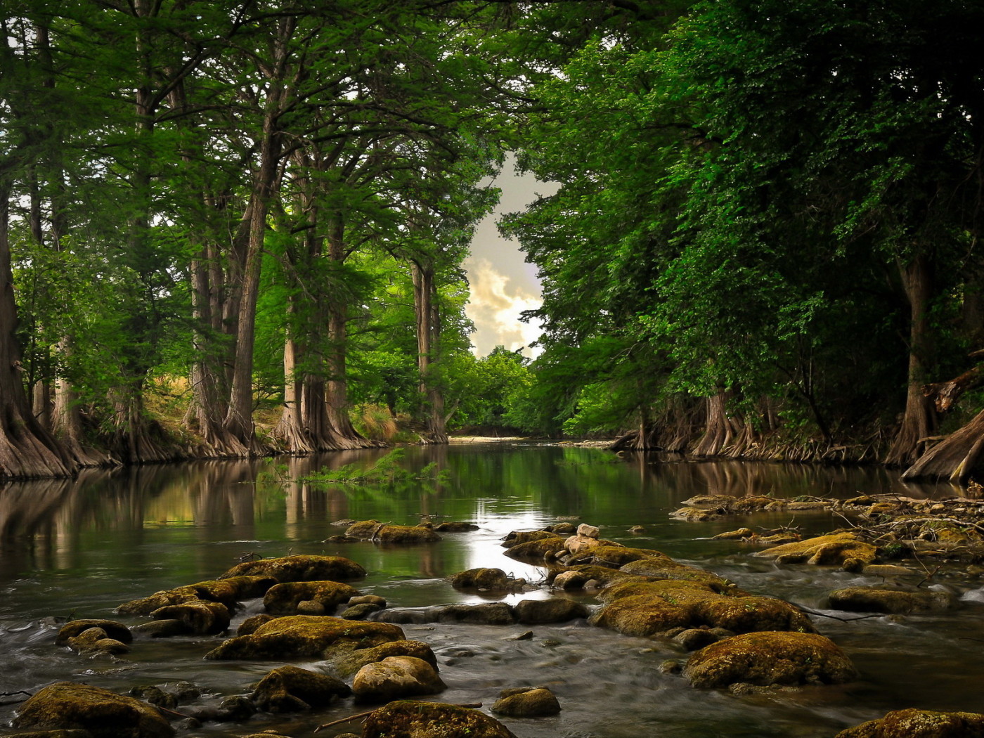 Речка и лес