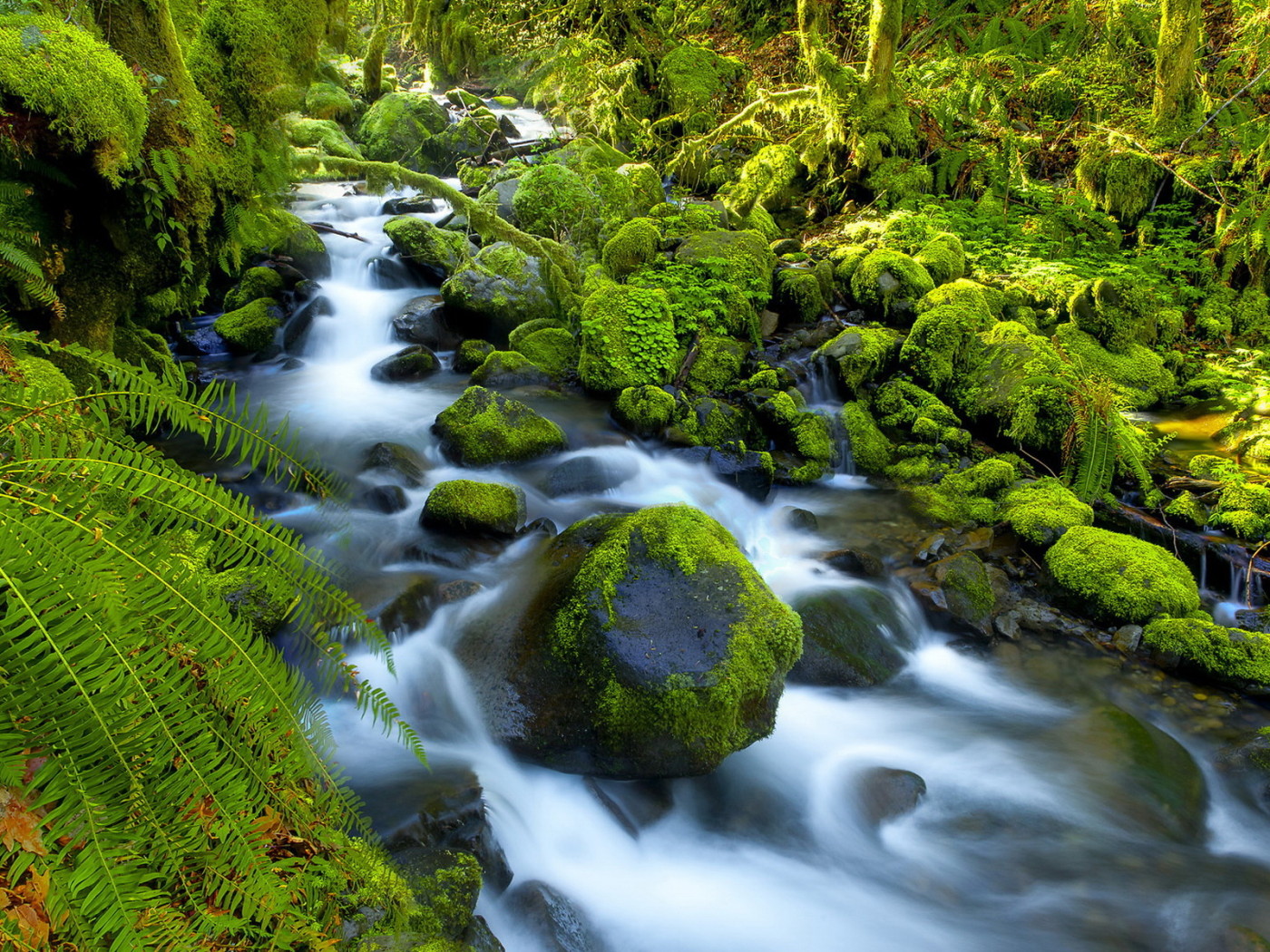 Река в джунглях