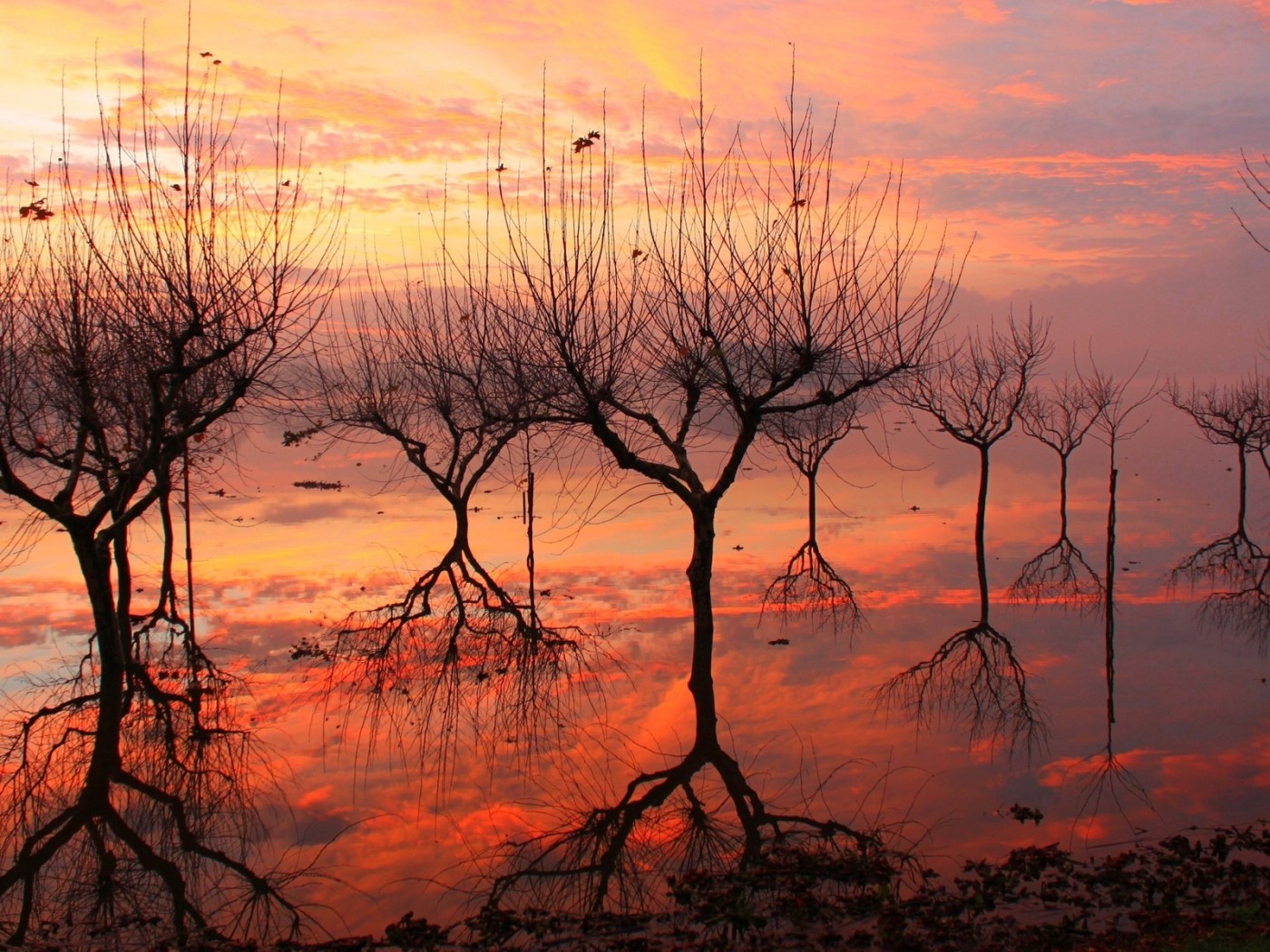 Отражение деревьев на закате