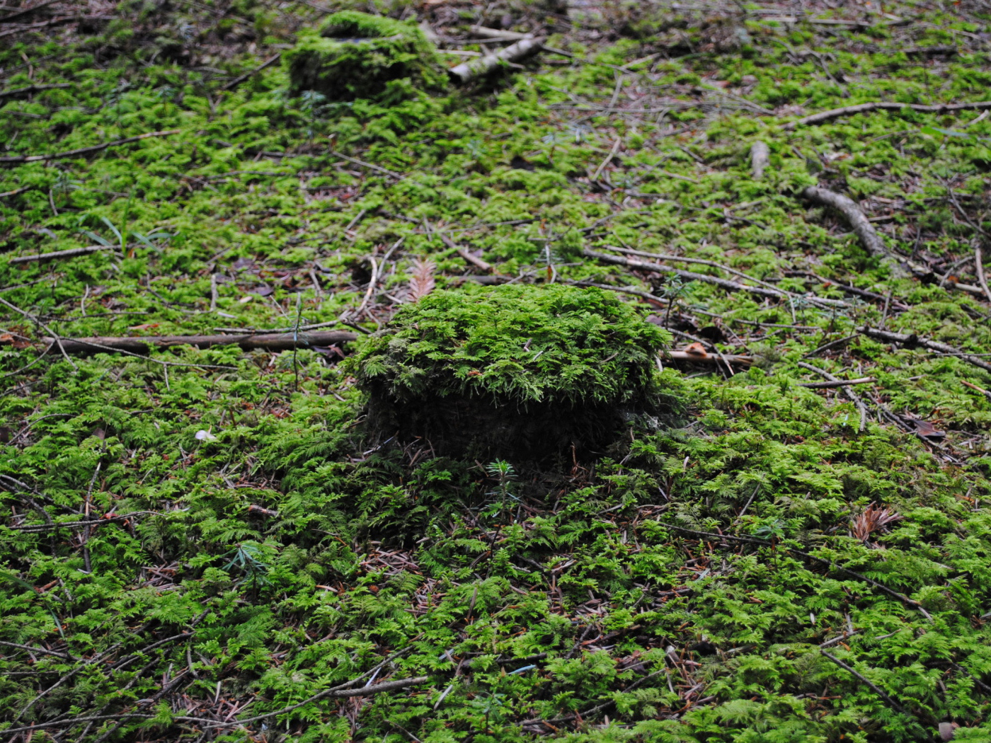 Лесной покров