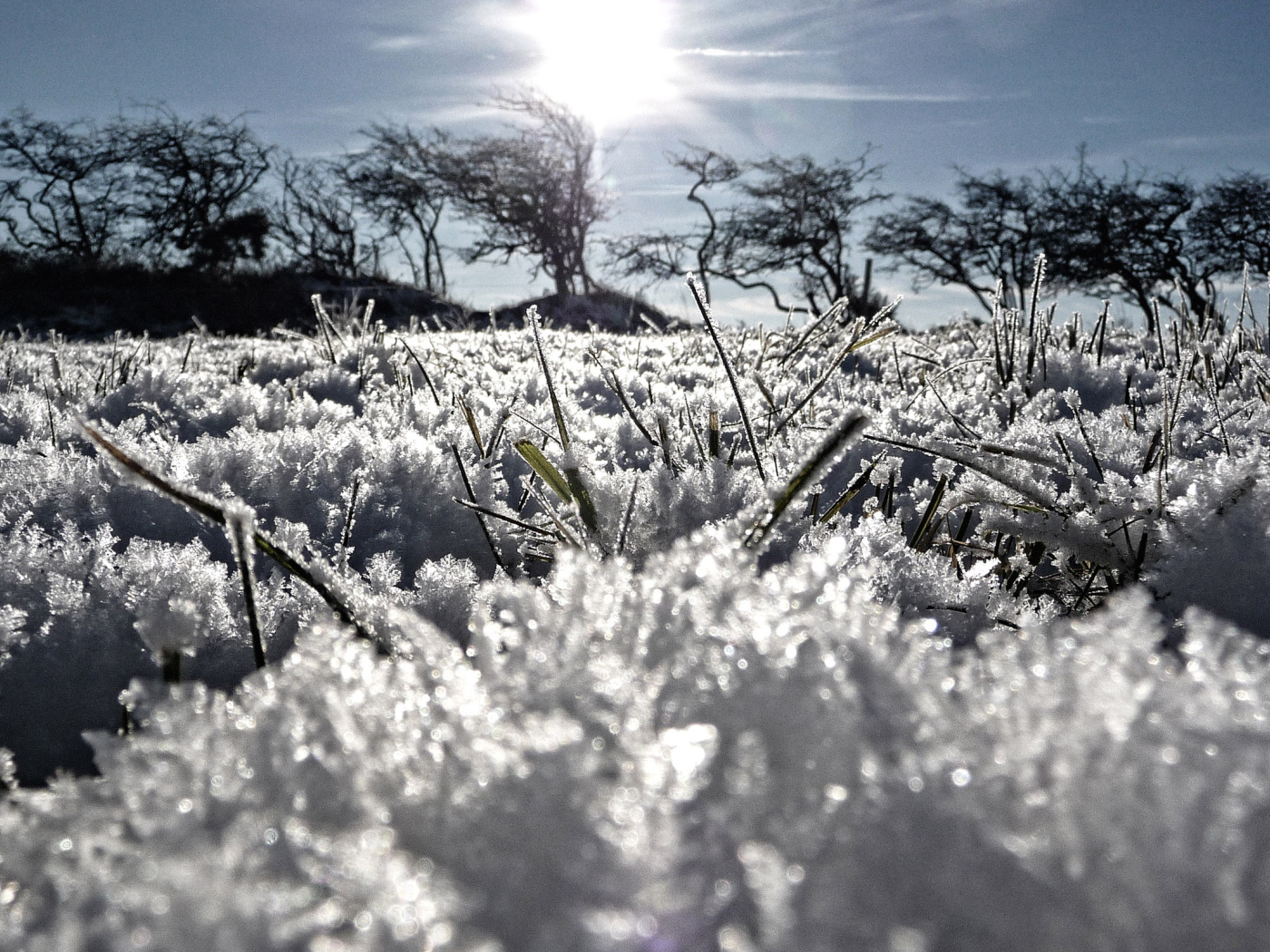 Замерзшая трава