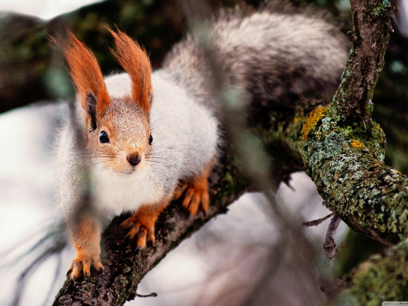 Ловкая белка