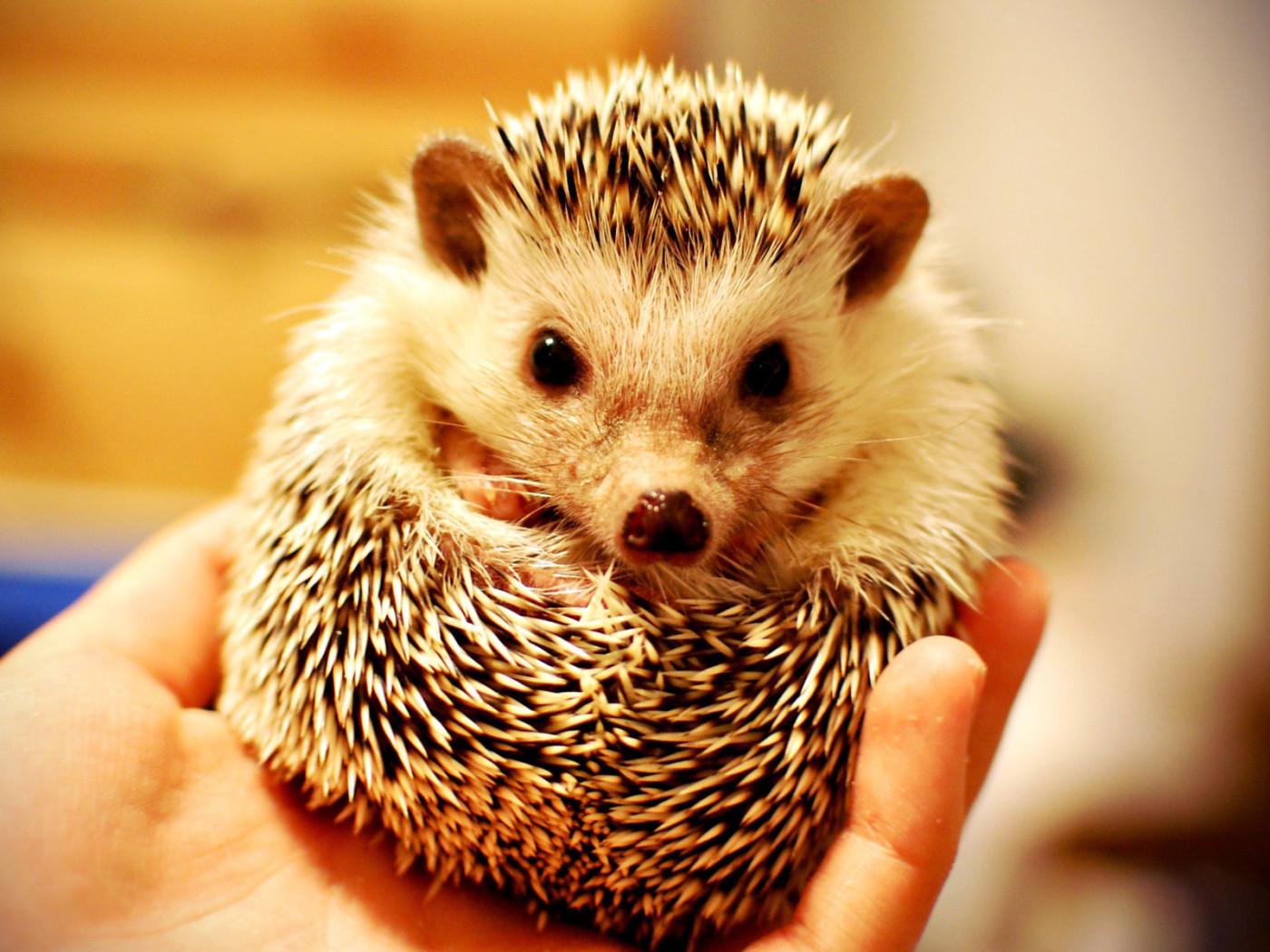 Колючий ежик