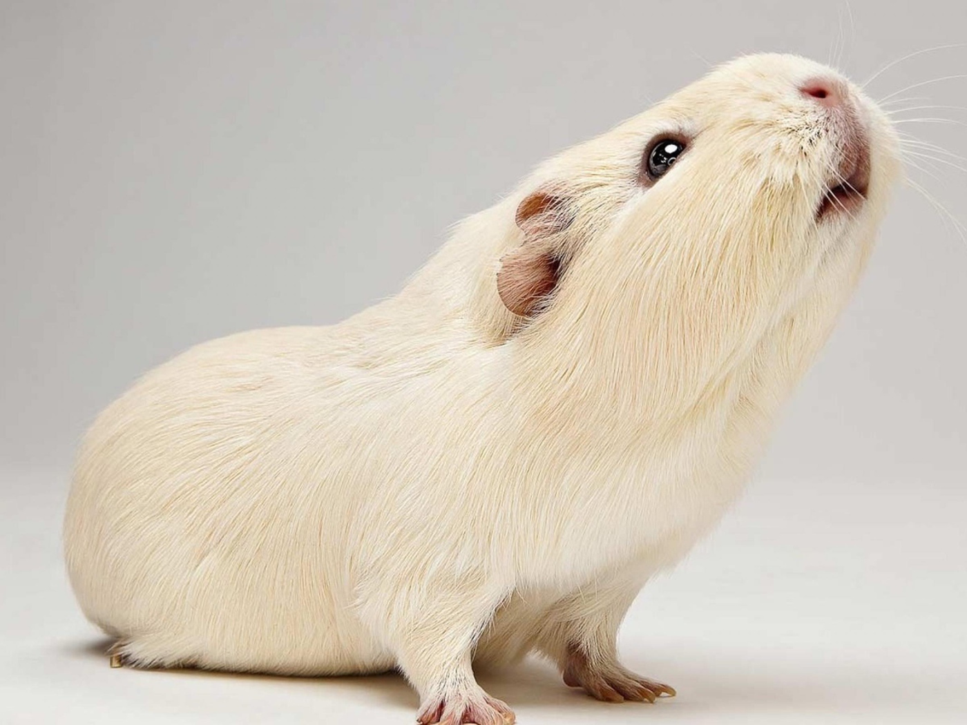 Белая морская свинка