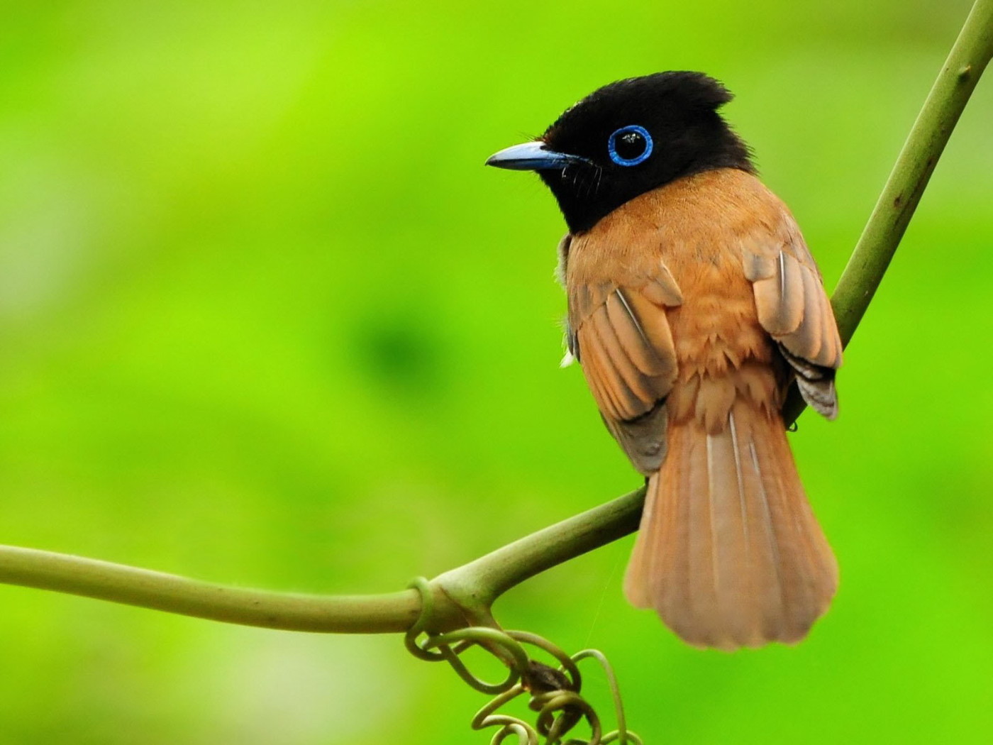 Маленькая птичка