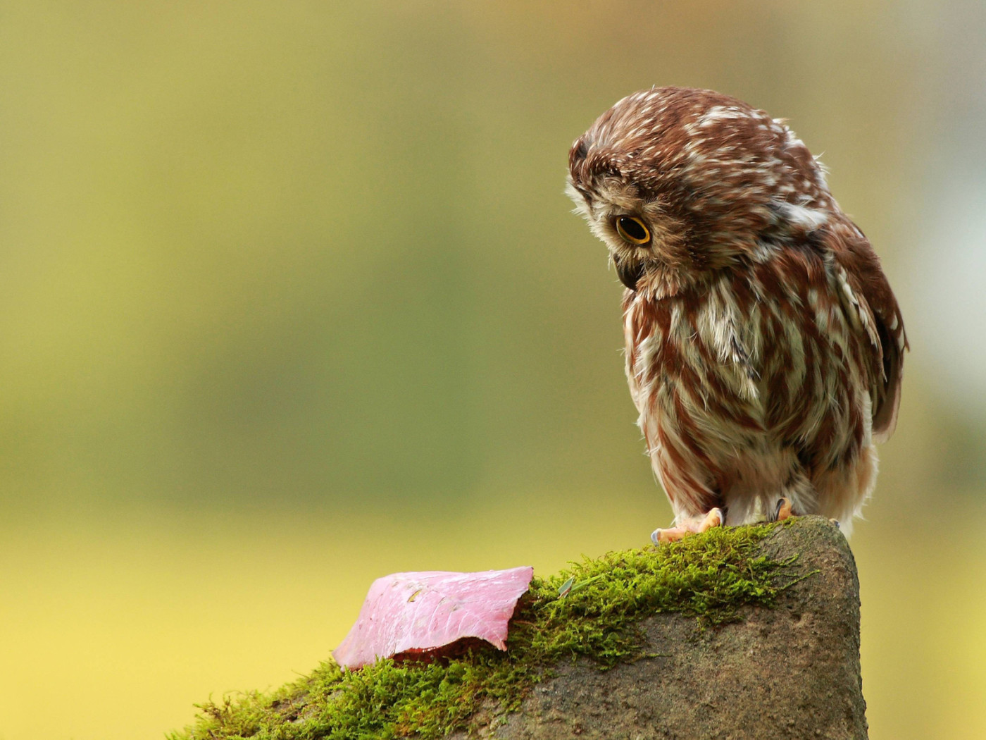 Совенок на пеньке