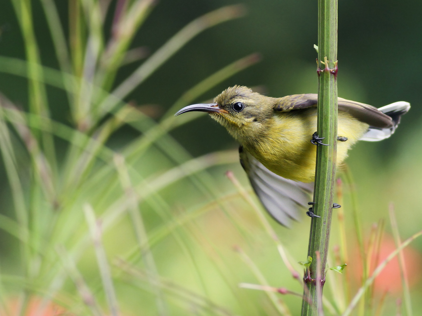 Нектарница