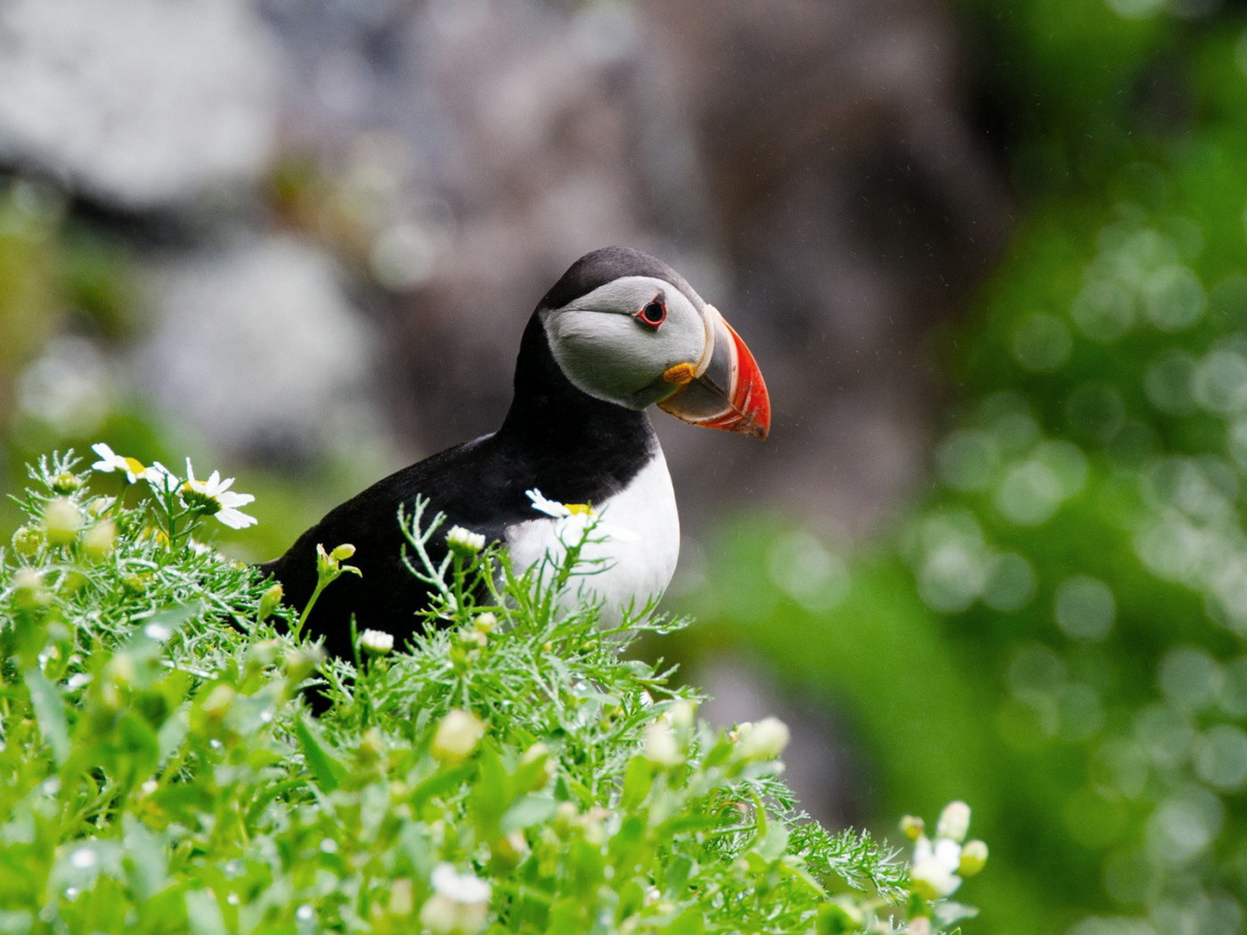 птица Тупик