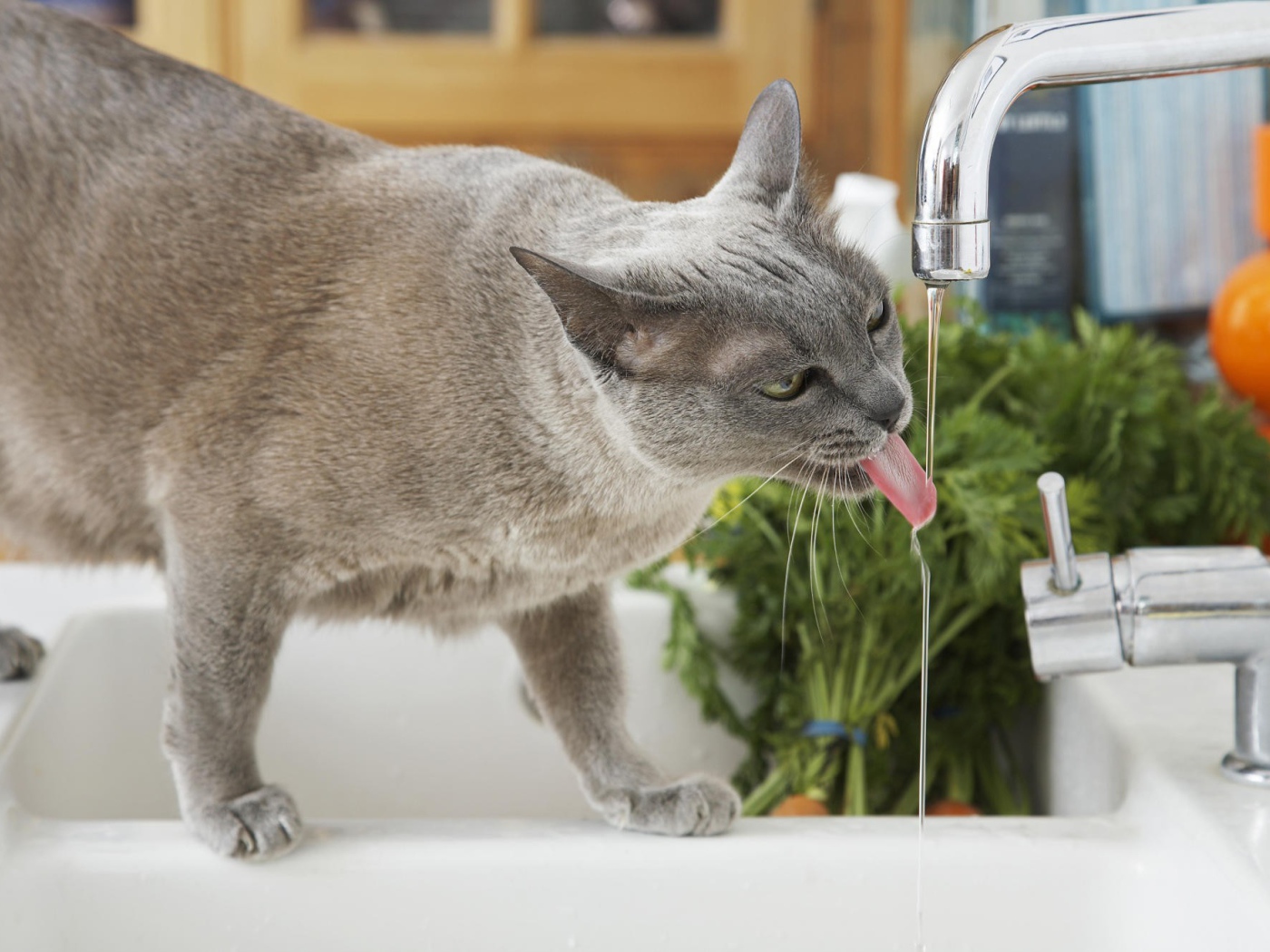 Кошка у крана
