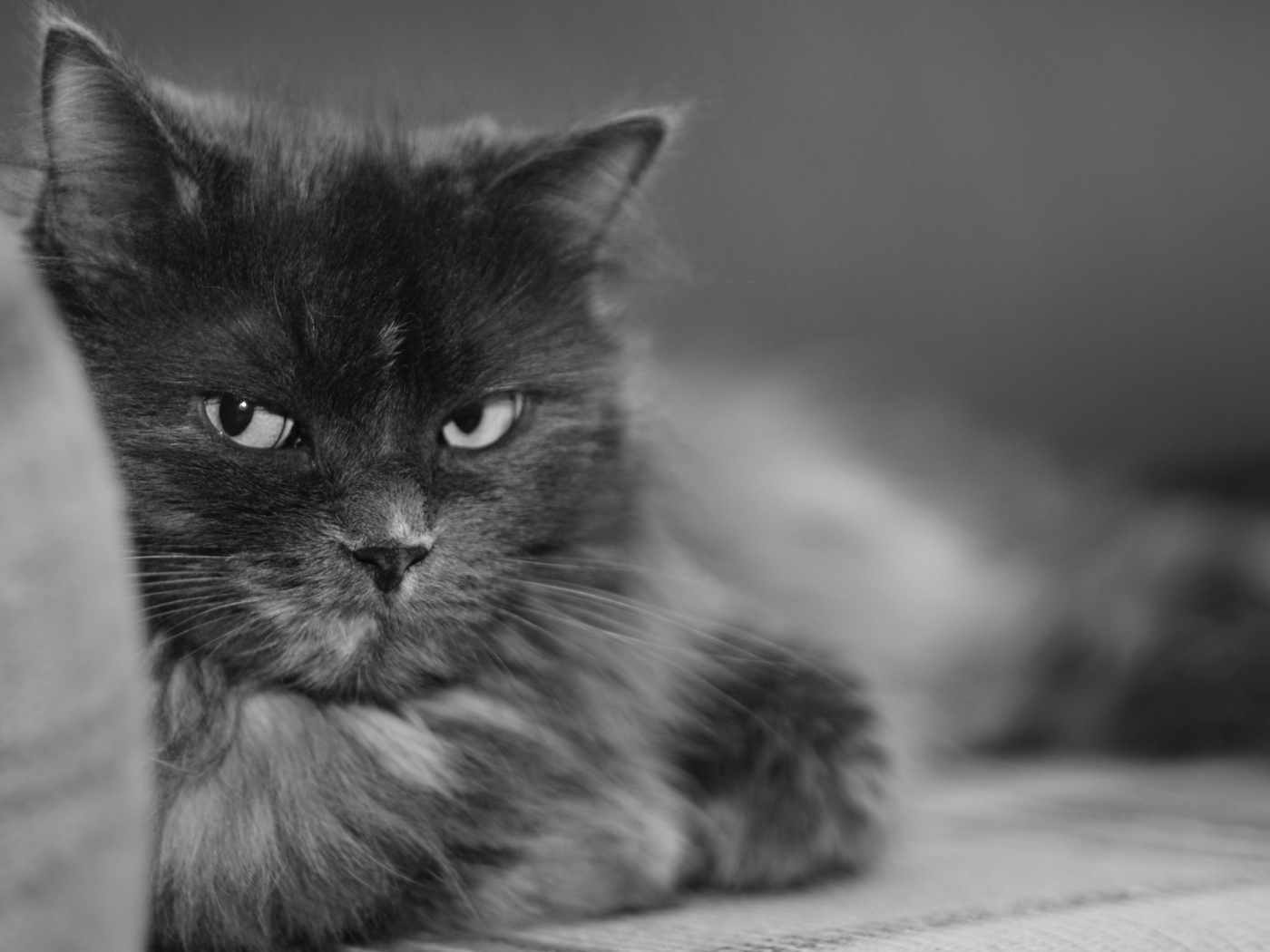 Пушистый кот