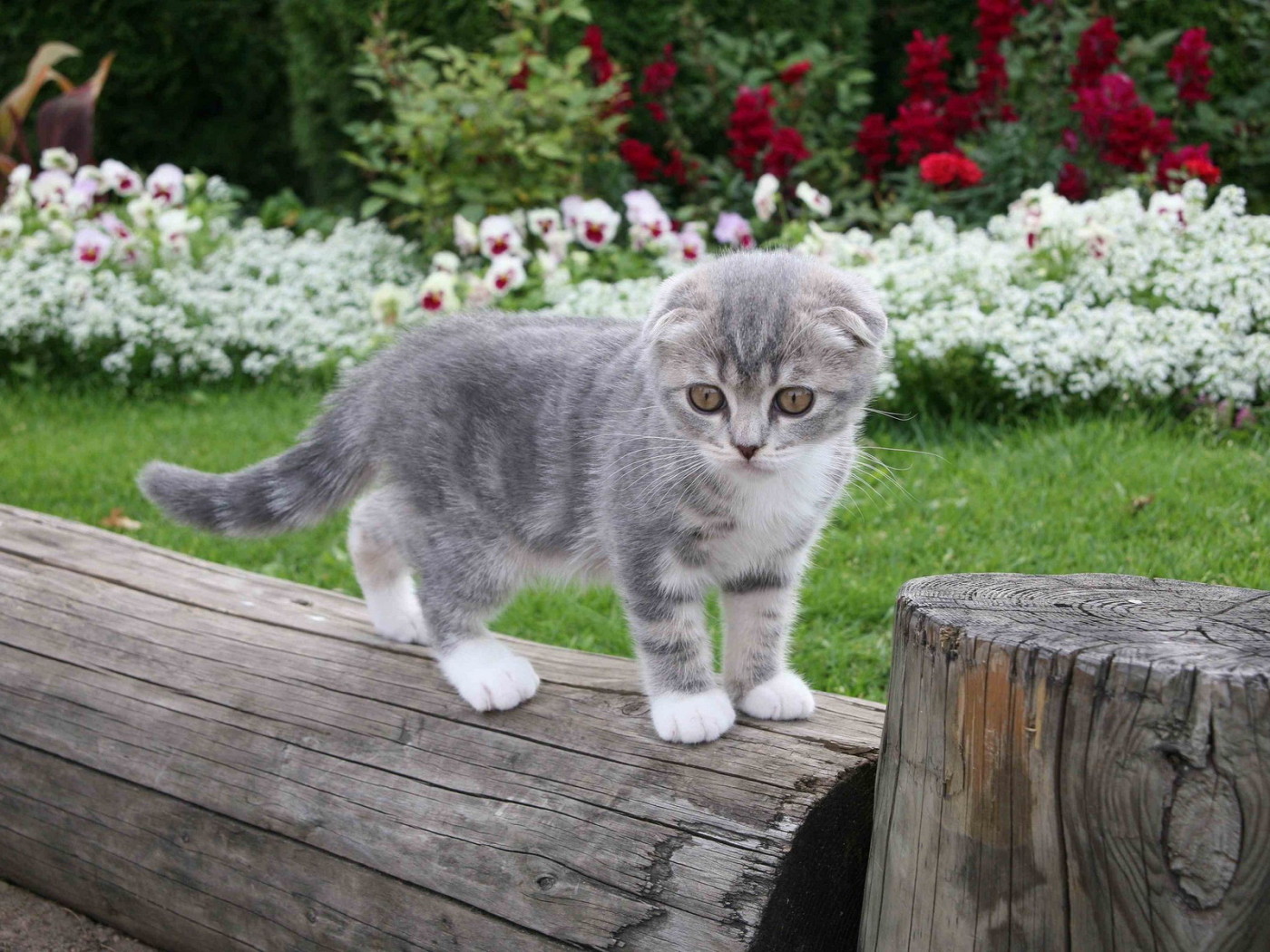 Котенок на бревне