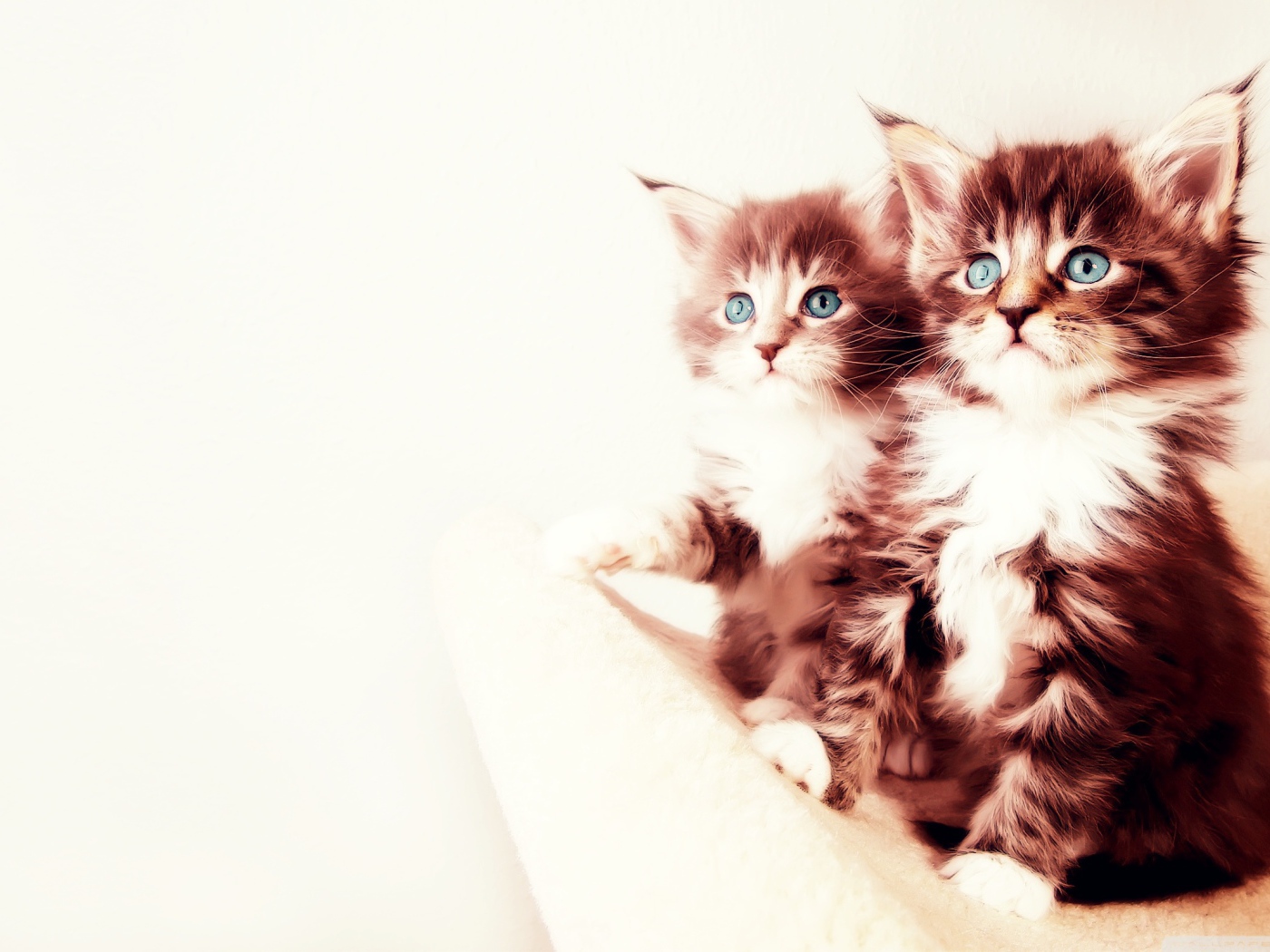 Два котенка