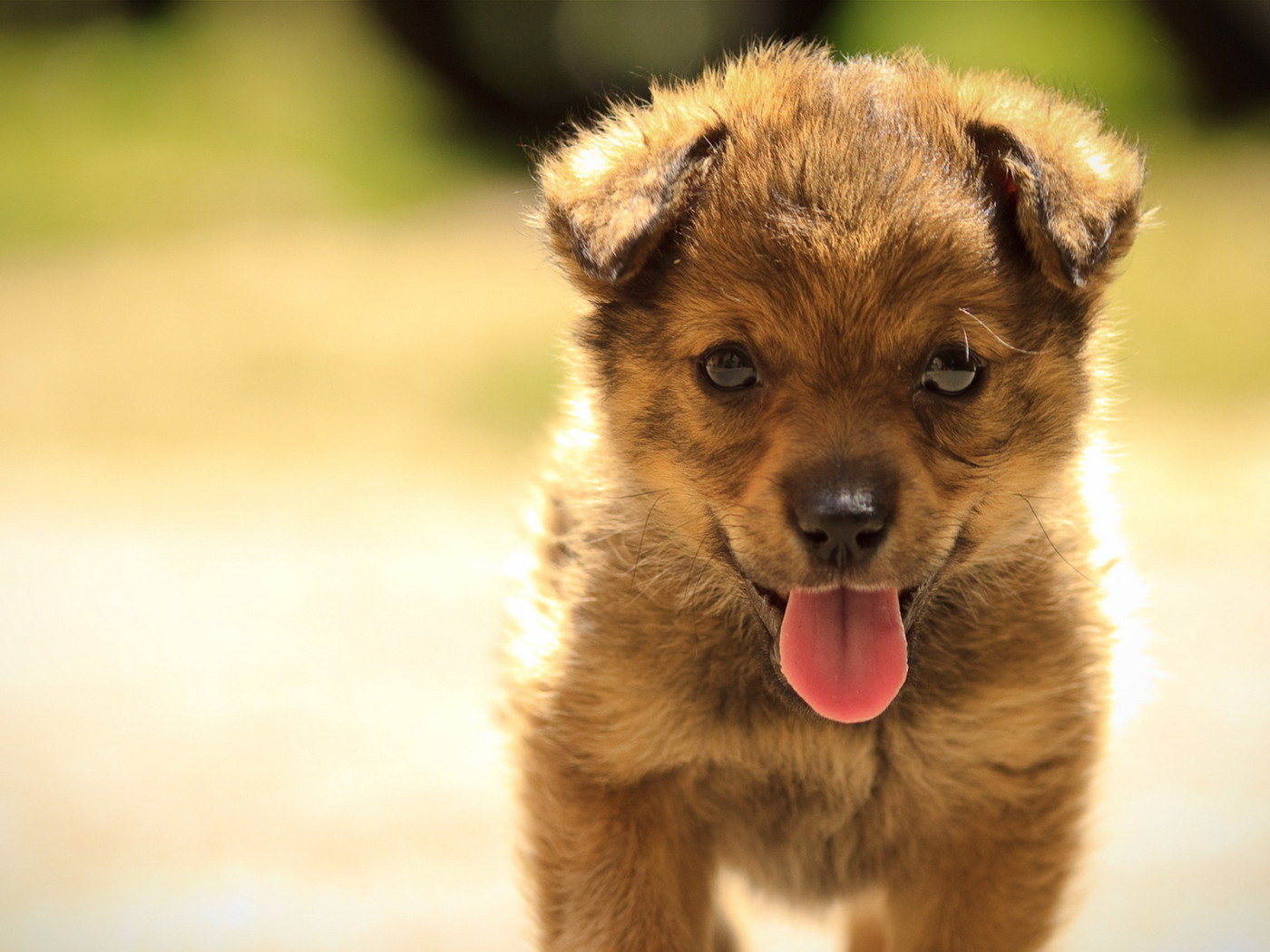 Маленький щенок