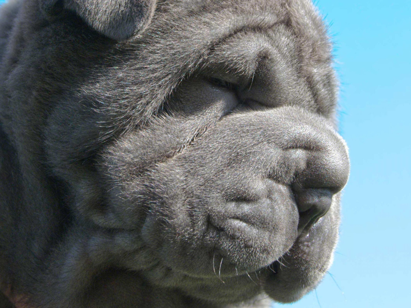 Неаполитанский мастиф