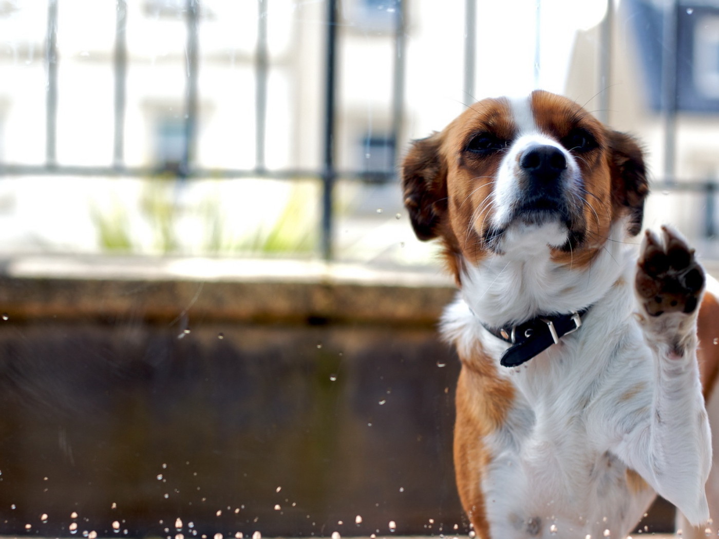 Собака за стеклом