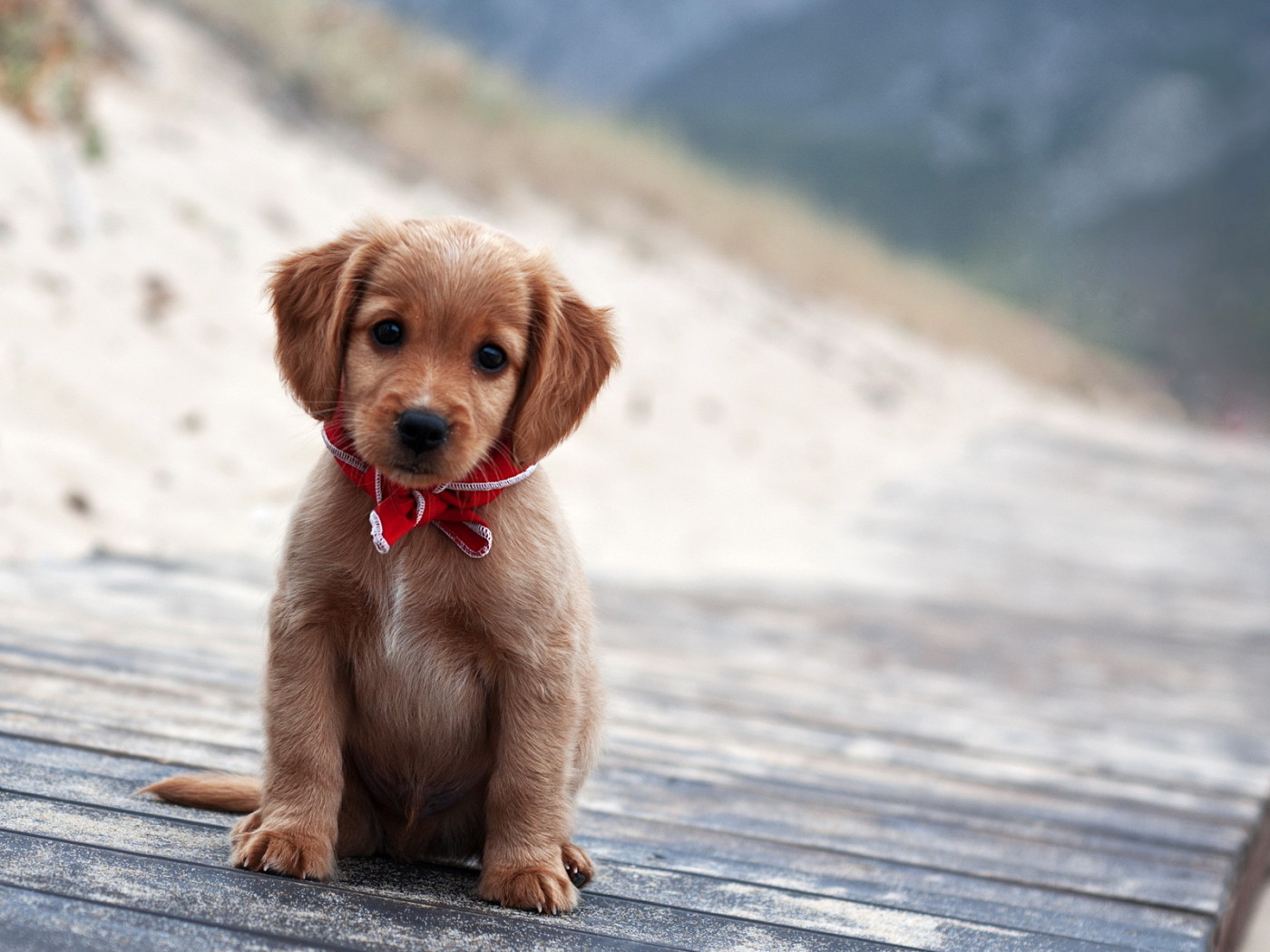 Симпатичный щенок