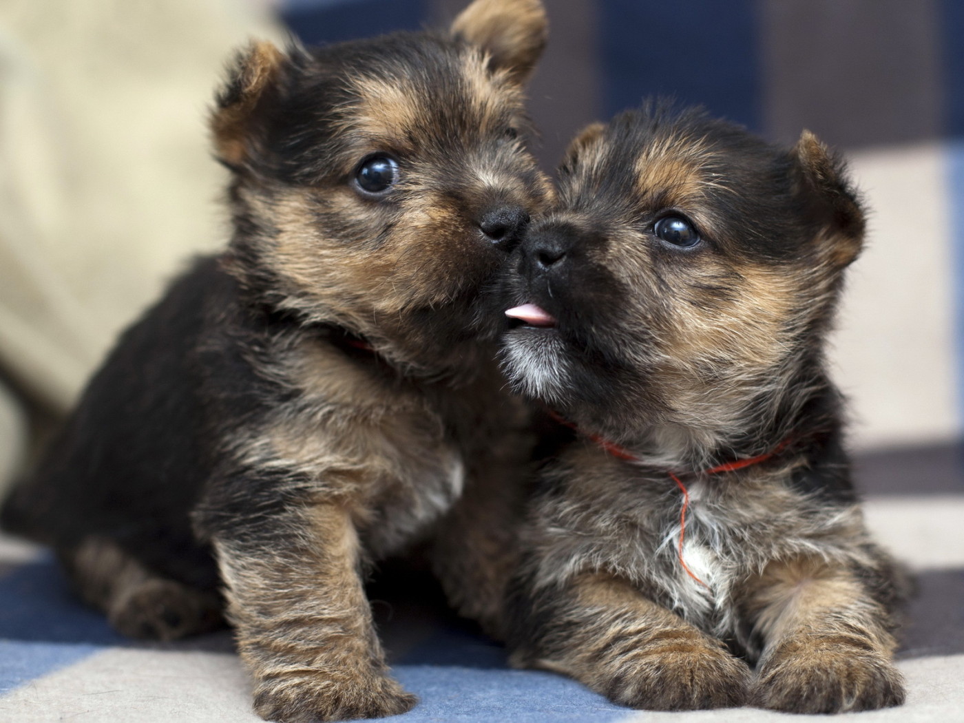 Два щенка